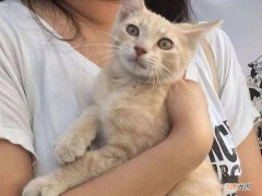 猫认识主人有什么表现 怎么确定猫认主人了