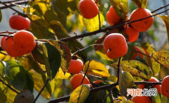 空腹吃柿子饼马上补救 柿子不能空腹吃的原因