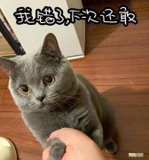 蓝白猫多少钱一只正常价 蓝猫多少钱一只