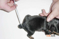 狗狗为什么要切尾巴 火梗犬为什么要断尾
