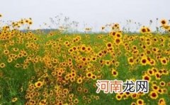 冰山雪菊的功效与作用是什么优质