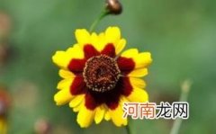 昆山雪菊的功效与作用优质