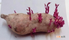红薯在家放着出芽了还能吃吗 红薯发紫色芽了还能吃吗