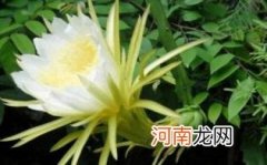 鲜霸王花怎么吃优质