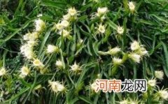 霸王花相克的食物优质