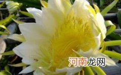 霸王花跟什么煲汤最好优质