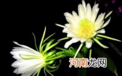 霸王花要去花蕊吗优质