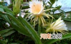 霸王花可以泡水喝吗优质