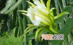 霸王花汤可以隔夜喝吗优质