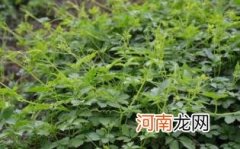 绞股蓝的副作用有哪些优质