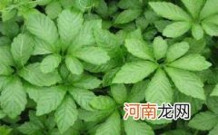 绞股蓝作用优质