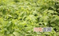 绞股蓝的用途和副作用优质