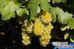 moscato配什么食物 莫斯卡托属于什么档次的白葡萄酒