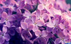 中国的酒文化优美句子