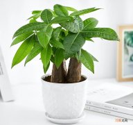 家中发财树怎样养护 发财树怎么养才能更旺盛
