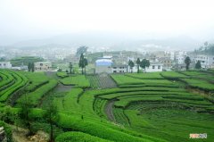 铁观音有哪些香型 铁观音属于什么茶