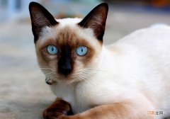 被猫抓了一下出血了要打针吗 被猫抓了一下轻微破皮要打针吗