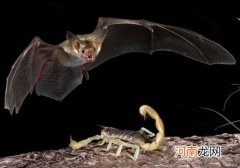 打死蝙蝠会报复吗 打死蝙蝠的后果是什么样的