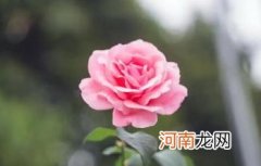 送粉玫瑰送几朵合适 粉玫瑰适合送什么人