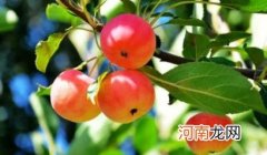 海棠果可以吃吗 海棠果的功效与作用是什么
