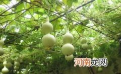 葫芦挂哪里可招财 葫芦挂在正对入户门墙上好吗