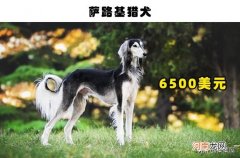 十大最贵的狗 最贵的狗
