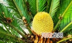 关于铁树风水禁忌 铁树风水禁忌