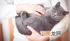 蓝猫要怎么养才正确,新手小白 蓝猫要怎么养才正确