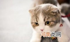 美短如何养 美短猫怎么养才正确