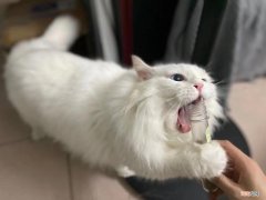 猫薄荷为什么会让猫咪如此痴迷 猫薄荷对猫有什么作用