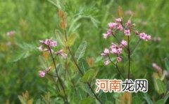 罗布麻叶的营养成分优质