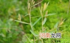 罗布麻茶有什么副作用优质