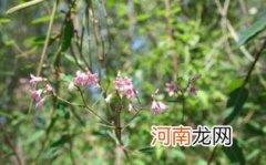 喝罗布麻茶为什么降压优质