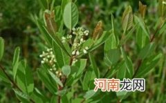 罗布麻茶适合什么人群优质