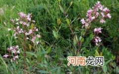 长期喝罗布麻茶有副作用吗优质