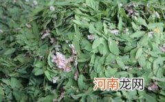 罗布麻茶的正确喝法优质