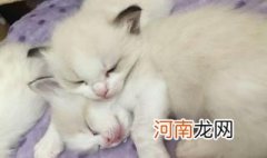 猫一年生多少次 猫一年生几胎