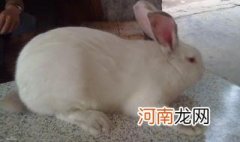 兔子怀孕要多久 兔子怀孕多久