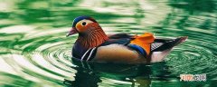 鸳鸯是鸭子还是鸟 鸳鸯属于鸭子还是鸟