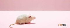 老鼠怕灯光吗 老鼠怕不怕灯光