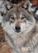 浅谈犬科食物链顶端的七种狼 十大最强狼排名