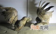 家中可以摆放铜公鸡吗优质