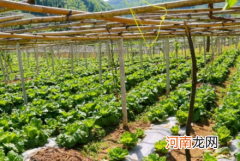 多菌灵可用于蔬菜吗