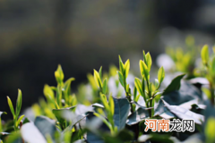 龙井一般泡几次