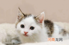 猫咪喝了茶叶水会怎么样