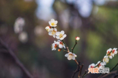 躲春每年的属相都不一样吗