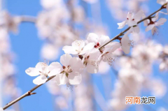 躲春两个属狗的能在一起吗