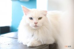 白色毛蓝色眼睛的猫是什么品种 蓝眼白猫是什么品种