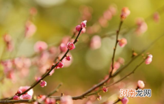 躲春可以和对象待在一起吗