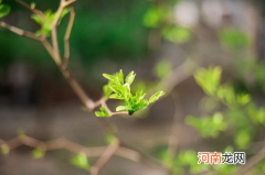 躲春男人不需要吗